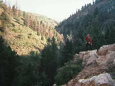 Colorado Mountain Forest